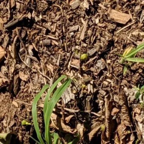 Mulched tree