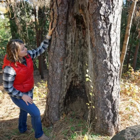 Kate Wilkin inspects a ponderosa pine on her property with an old fire scar, undeniable evidence that fire has swept through her neighborhood in the past.