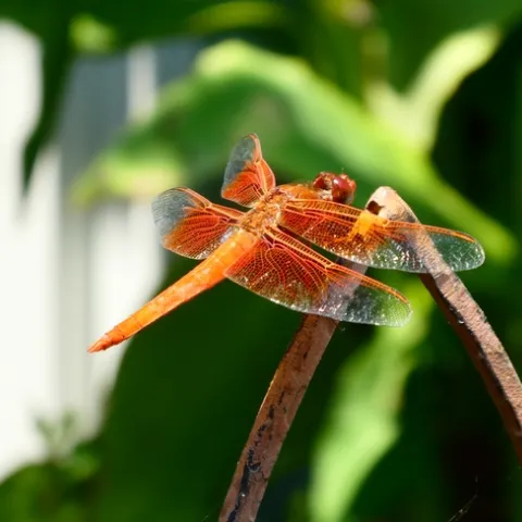 photos by Launa Herrmann