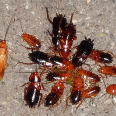 Figure 3. Turkestan cockroaches attracted to spilled food. (Credit: A Sutherland)
