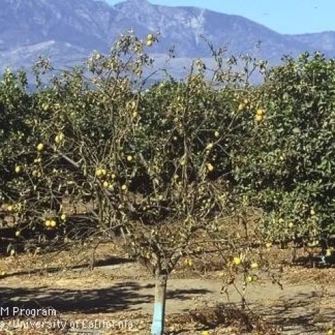 citrus dry root rot 3