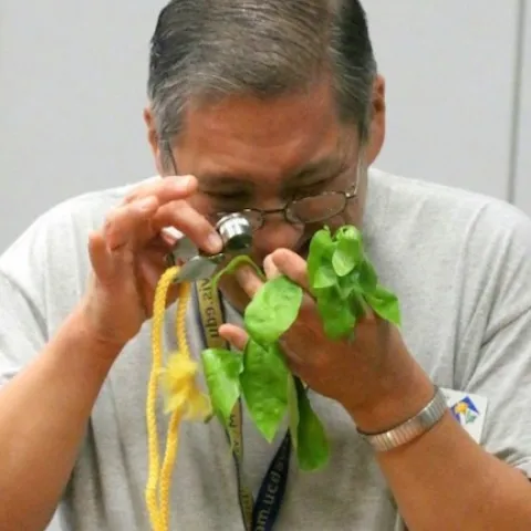 Master Gardener looking through a hand lens to identify a pest problem on plant leaves. (Photo: Marcy Sousa, UCCE San Joaquin)