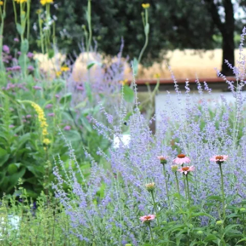 Russian sage, coneflower, and verbascum in bloom in the Haven