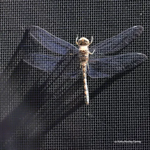 A female blue dasher, Pachydiplax longipennis, as identified by Greg Kareofelas of the Bohart Museum, warms itself on a window screen in the early morning. (Photo by Kathy Keatley Garvey)