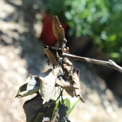 Fire blight blasted end of branch. (photos by Brenda Altman)