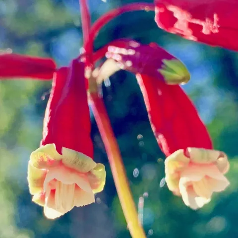 Firecracker Brodiaea flower