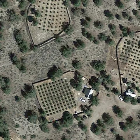 Cannabis grows in Siskiyou County as seen from Google Earth. Research has shown that illegal cannabis production causes environmental damage.