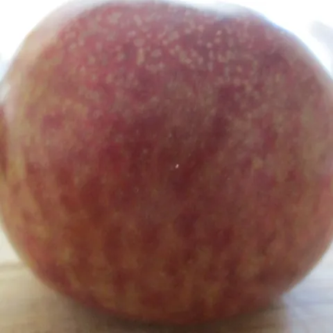 Pluot of unknown variety