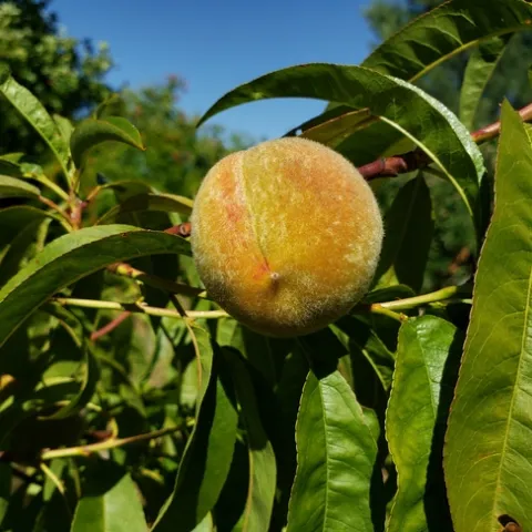 Peach tree