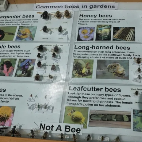Picture of Bee Display at Haagen-Dazs Bee Haven