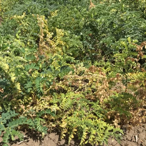 Figure 1. Garbanzo leaf yellowing and necrosis indicative of Fusarium wilt.