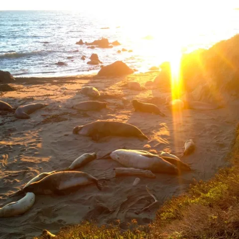 Seals resting on the beach