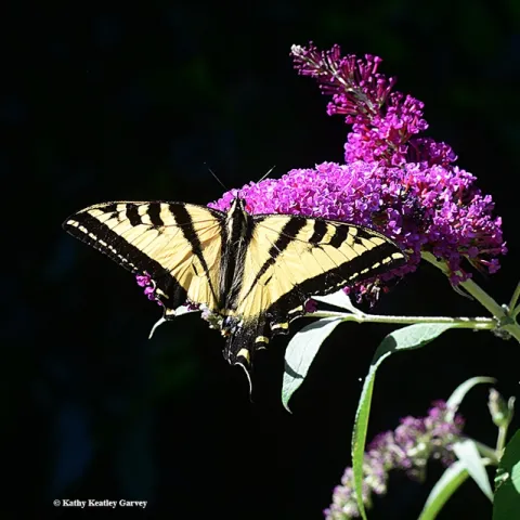 A Western tiger swallowtail nectaring on a butterfly bush. Note that it is missing part of its tail. (Photo by Kathy Keatley Garvey)