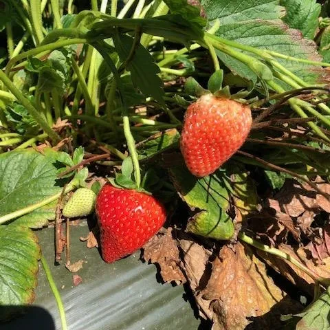 Just released UC variety 'Warrior'.