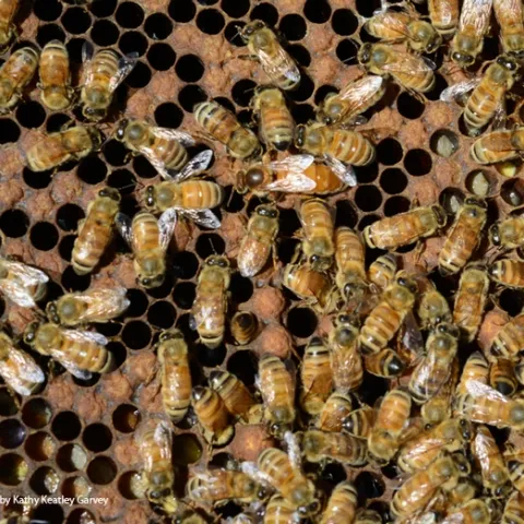 A honey bee frame. Find the queen bee! (Photo by Kathy Keatley Garvey)