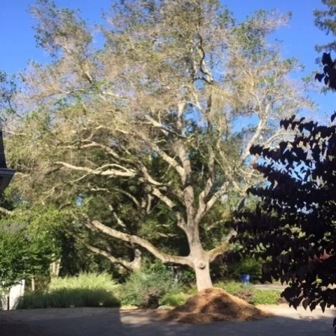 "Diminishing" Live Oak Tree