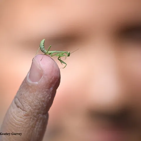 Jasmine Morisseau, 10, holds a male praying mantis, a Stagmomantis limbata, the tiniest warrior at the Bruce Hammock Lab Water Balloon Battle. (Photo by Kathy Keatley Garvey)