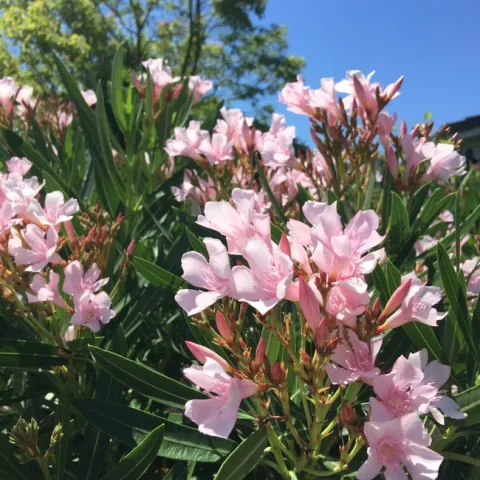 photo by David Bellamy