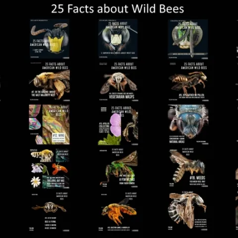 bee facts poster