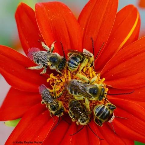Male longhorned bees, Melissodes, spending the night on a Mexican sunflower (Tithonia)in Vacaville, Calif. (Photo by Kathy Keatley Garvey)