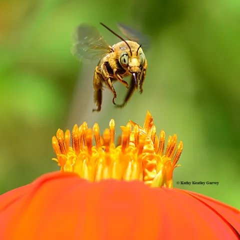 A longhorned bee flies over a Mexican sunflower blossom (Tithonia) in Vacaville. (Photo by Kathy Keatley Garvey)