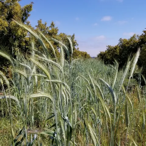 Triticale and Lamb-Hass. Photo credit: Chris Sayer