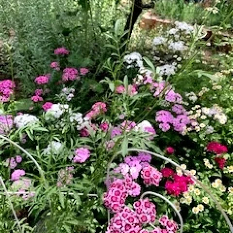 Summer Flowers in Wrightwood, California, photo by Gail Nieto.