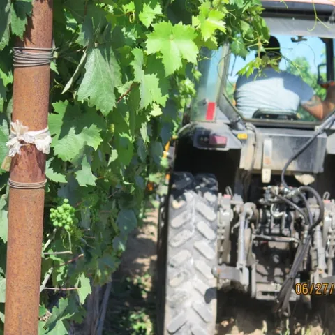 The back of a tractor moving through a vineyard row and a shot of the leaf removal from the equipment mounted in the front.