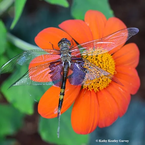 A female Tramea lacerata or black saddlebags dragonfly, on a Mexican sunflower (Tithonia) in Vacaville, Calif. Shortly after this image was taken, it flew. (Photo by Kathy Keatley Garvey)