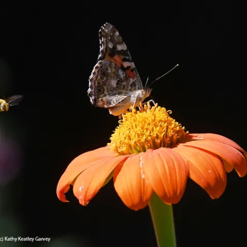 A male longhorned bee, Melissodes agilis, targets the back of a painted lady, Vanessa cardui, on a Mexican sunflower in a Vacaville pollinator garden. This is typical territorial behavior. (Photo by Kathy Keatley Garvey)