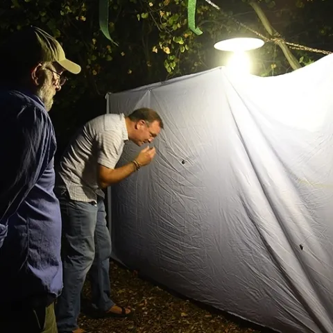 "Moth Man" John DeBenedictus (left) shows Professor Jason Bond the insects on the sheet in the Bohart Museum's blacklighting display last year. Bond is the Evert and Marion Schlinger Endowed Chair in Insect Systematics, UC Davis Department of Entomology and Nematology. (Photo by Kathy Keatley Garvey)