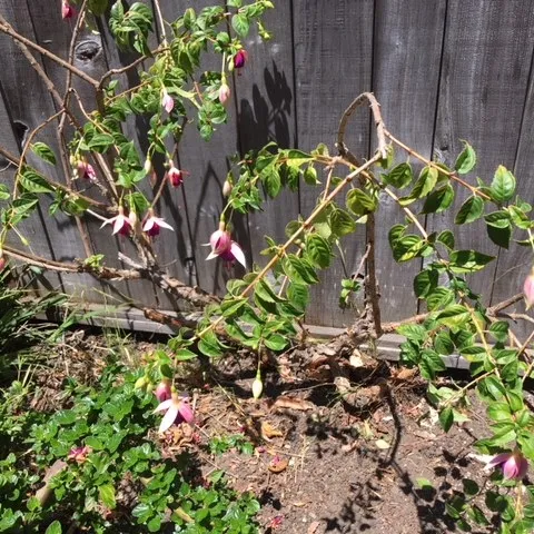 Ceanothus (L) & Fuchsia (R)