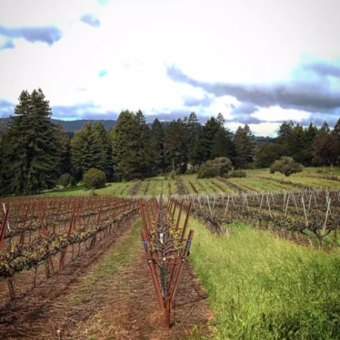 Vineyard in Ukiah, California.