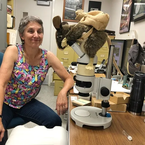 Lynn Kimsey, director of the Bohart Museum of Entomology, sits next to her well-used microscope. Its cover is a pack rat, a stuffed toy animal. (Photo by Kathy Keatley Garvey)