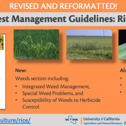 Infographic showing what is in the revised Pest Management Guidelines for Rice.