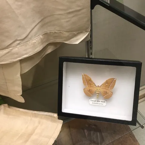 The Tussah silk moth, Antheraca pernyi, from the Bohart Museum of Entomology collection. (Photo by Kathy Keatley Garvey)