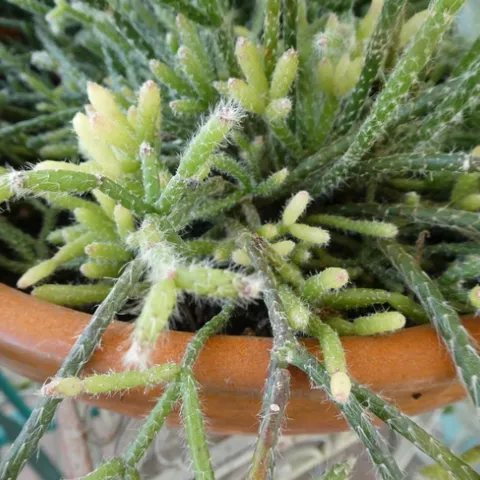 Pendent cylindrical stems