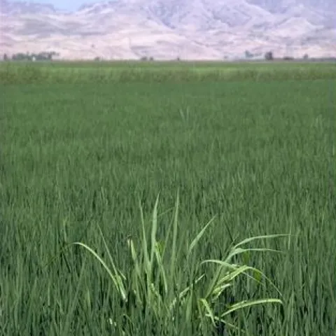 Infestation of barnyardgrass, Echinochloa crus-galli, in a rice paddy. Photo credit: Jack Kelly Clark (http://ipm.ucanr.edu/PMG/E/W-GM-ECRU-IF.002.html)
