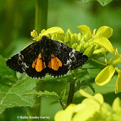 A Stiriini moth, Annaphila astrologa, fluttering in a Vacaville pollinator garden. (Photo by Kathy Keatley Garvey)