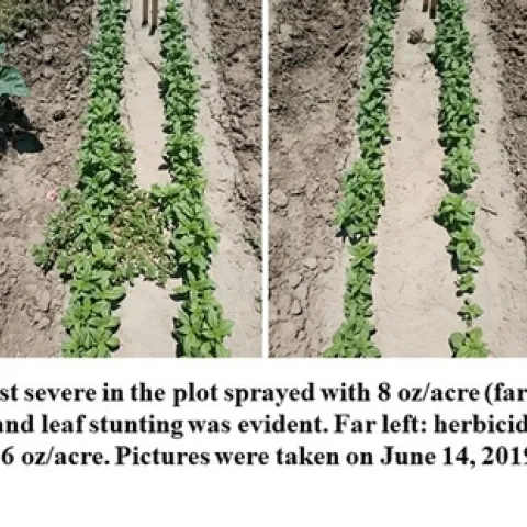 Crop injury was the most severe in the plot sprayed with 8 oz./acre (far right). Germination was severely inhibited, and leaf stunting was evident. Far left: herbicide-free plot; middle left: 4 oz./acre; middle right: 6 oz./acre. Pictures were taken on June 14, 2019 (38 days after seeding).