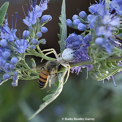A crab spider has just ambushed a honey bee on a bluebeard blossom. (Photo by Kathy Keatley Garvey)