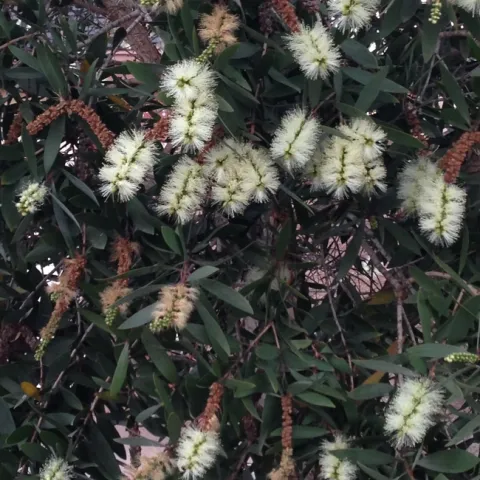 Photo by Leslie E. Stevens