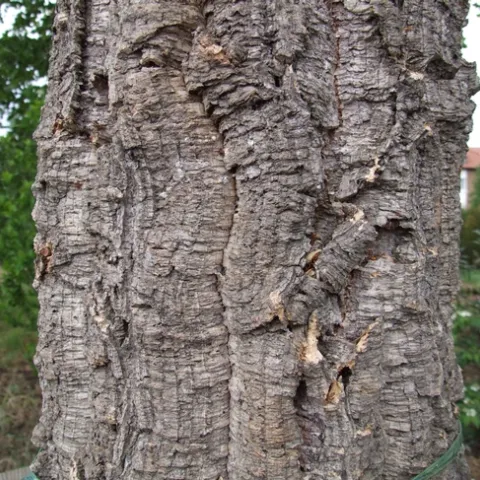 Trunk of a cork oak by Claus Ableiter