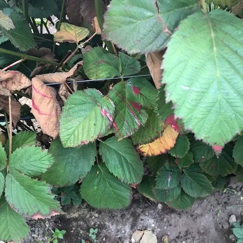 Condition of ISCA HOOK Oct 10, several weeks after last application. Mark Bolda, UCCE.