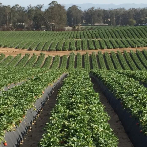 Strawberry field