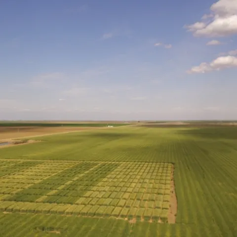 UC Small Grains Variety Trial, Fresno Co. CA