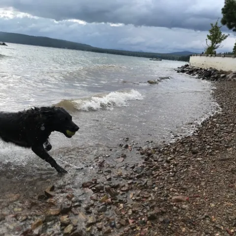 Bella enjoys the beach in northern CA