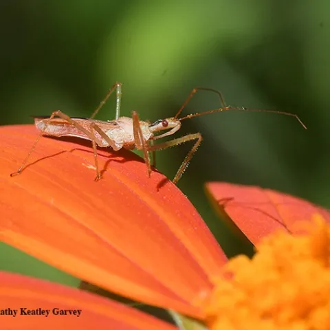Lying in Wait--An assassin bug, Zelus renardii, lies in wait on a Mexican sunflower, Tithonia. (Photo by Kathy Keatley Garvey)
