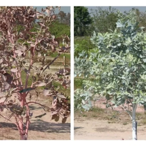 2-year old ‘Hamlin’ sweet orange in Florida with red or white particle films