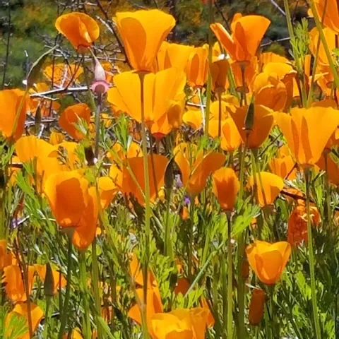 California Golden Poppies, photos by Cathi Bibeau